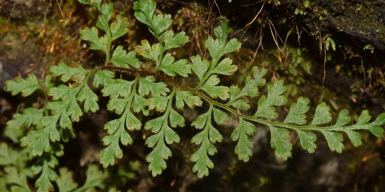 Eriosorus hirtus