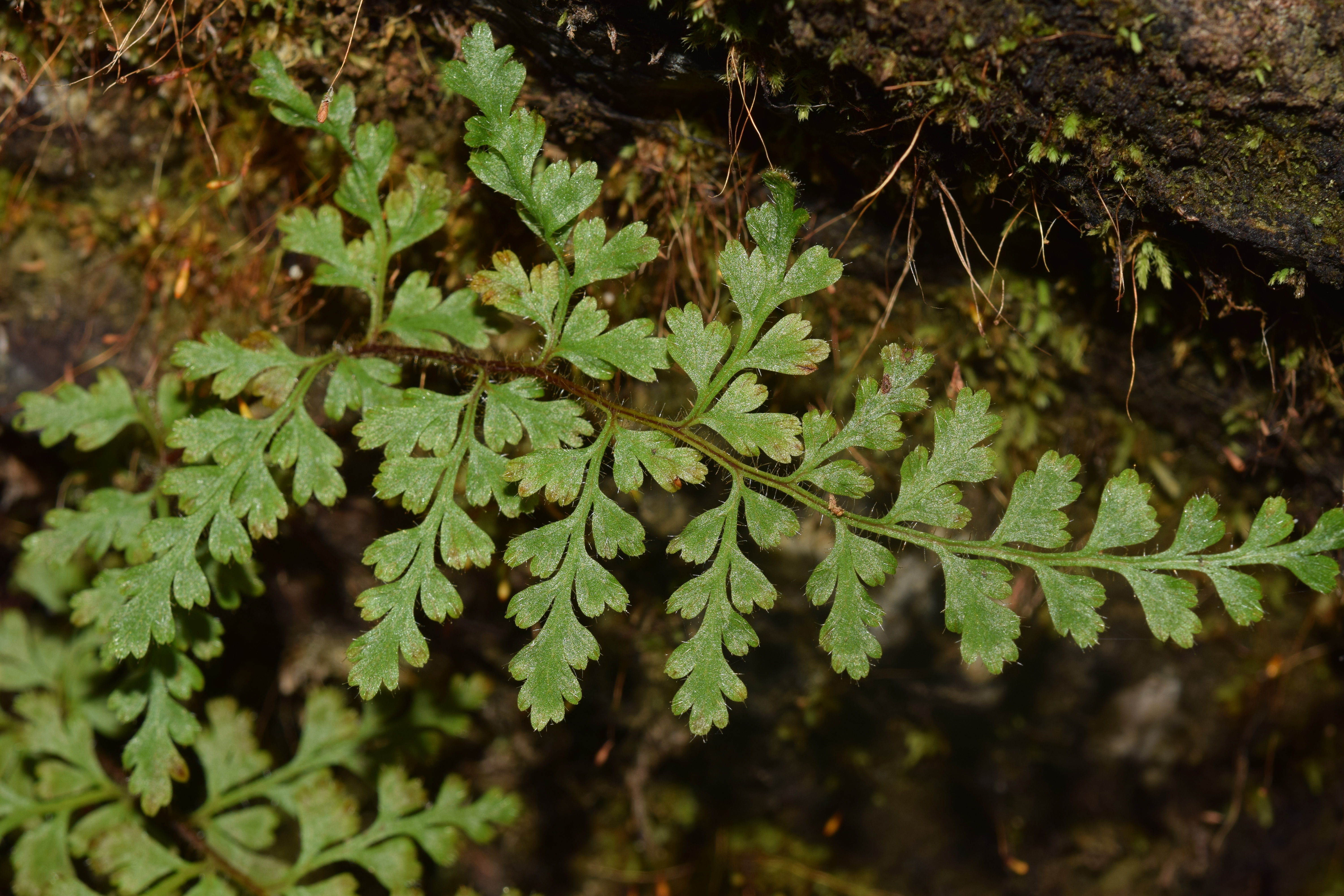 Eriosorus hirtus