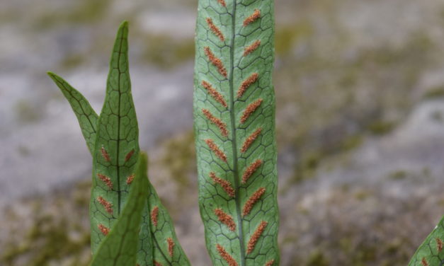 Colysis elliptica