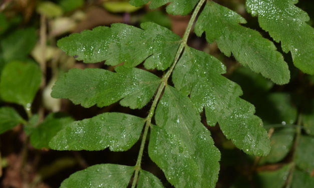 Anemia hirsuta