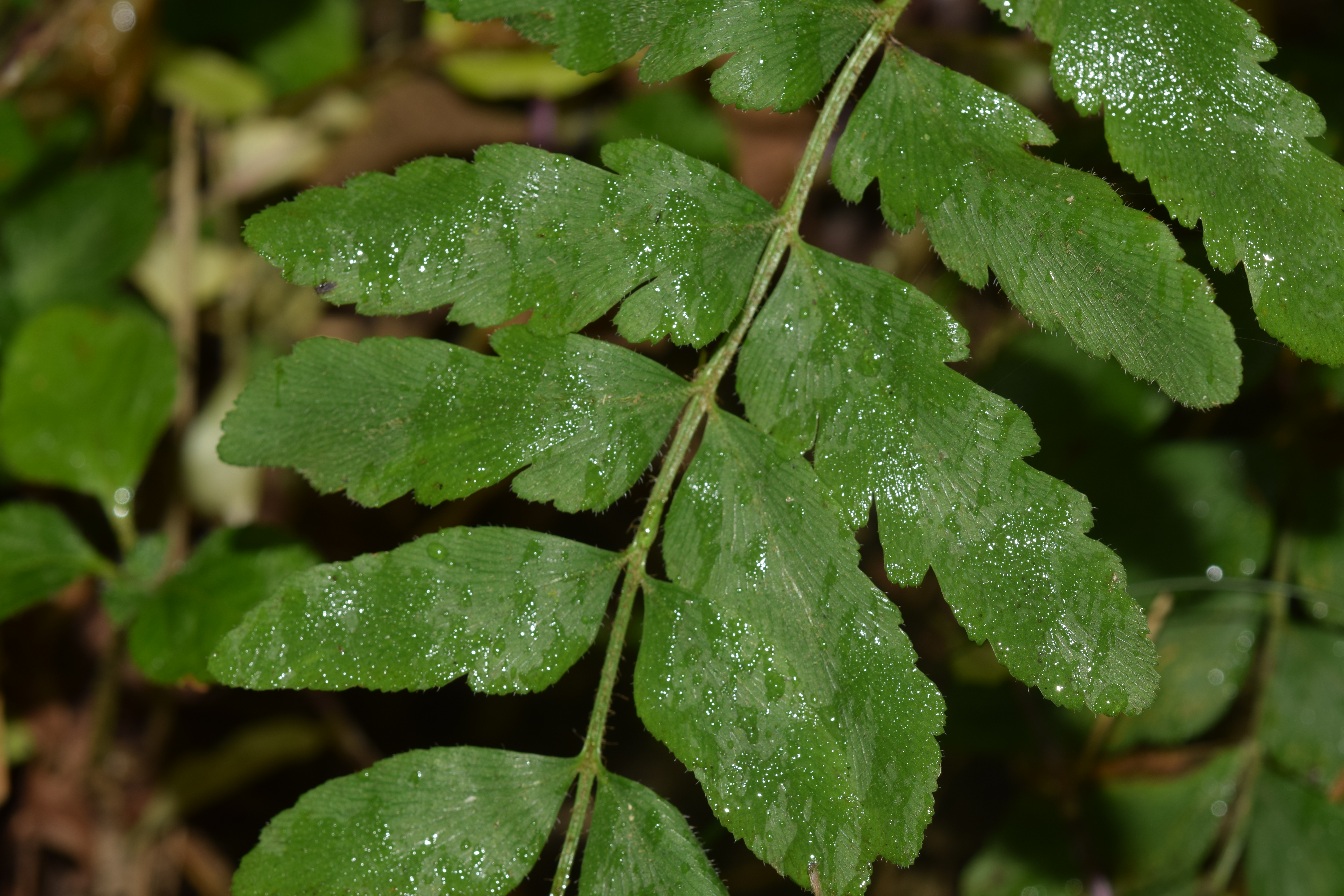 Anemia hirsuta