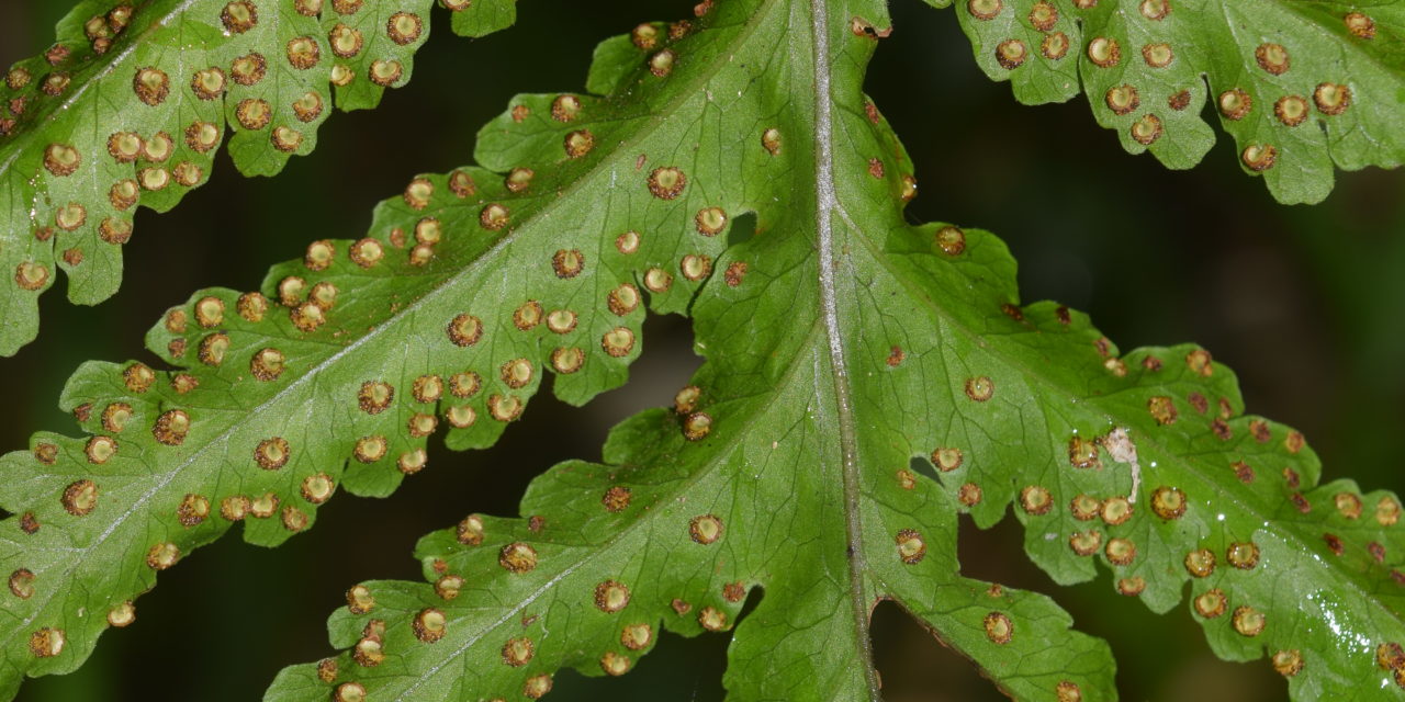 Tectaria mexicana