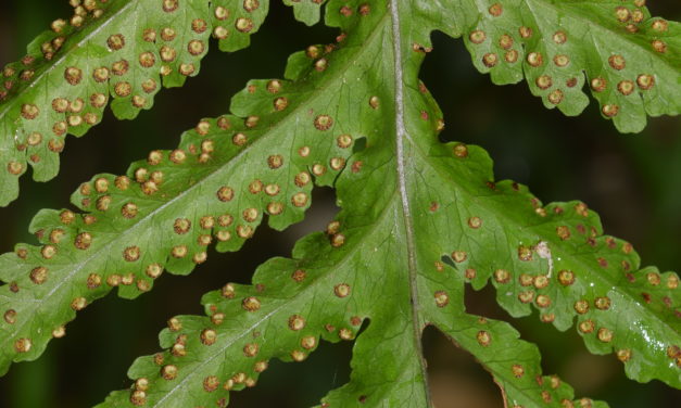 Tectaria mexicana