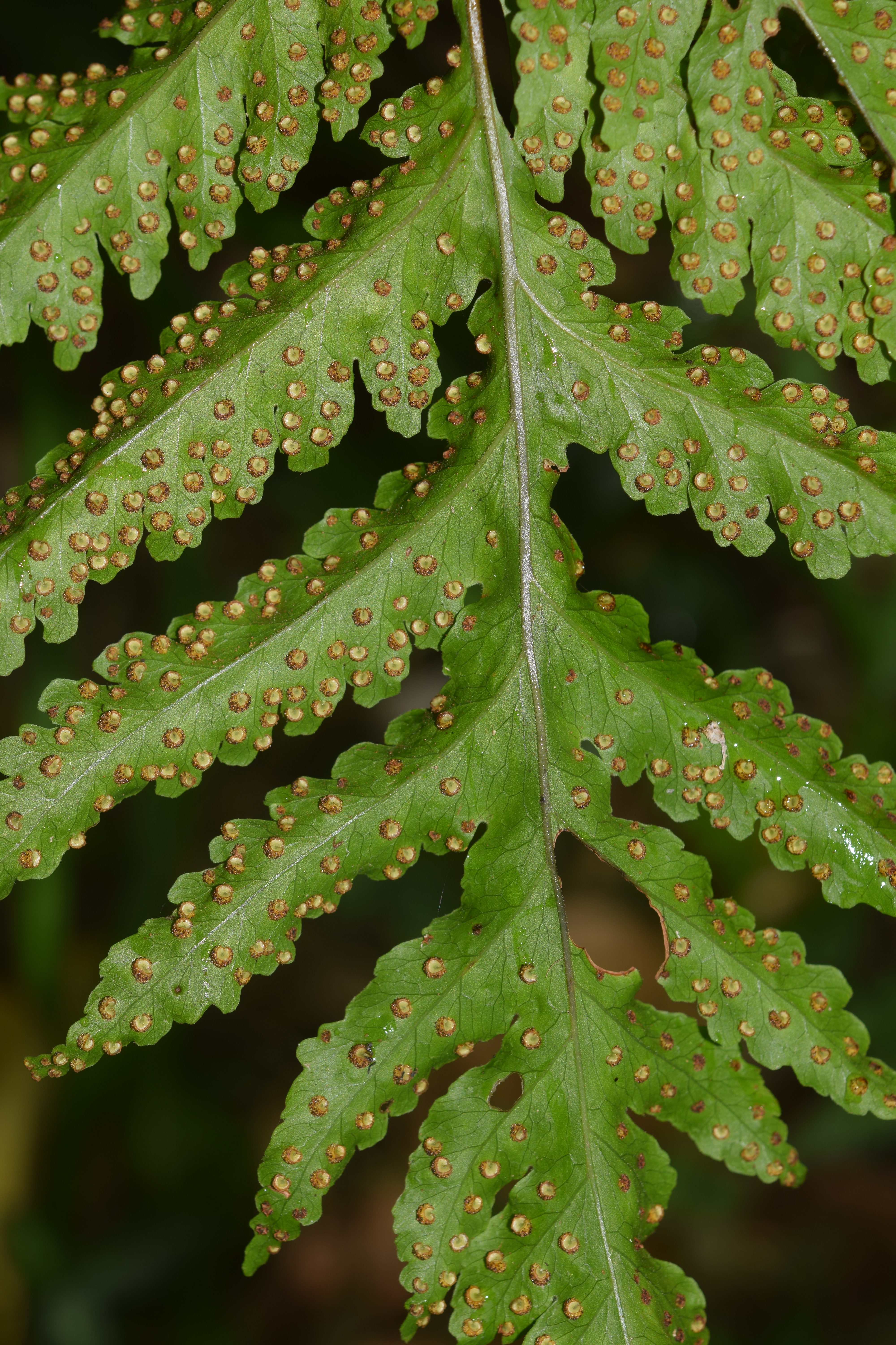 Tectaria mexicana