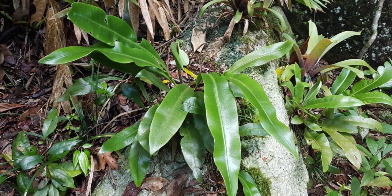 Elaphoglossum luridum