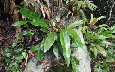 Elaphoglossum luridum