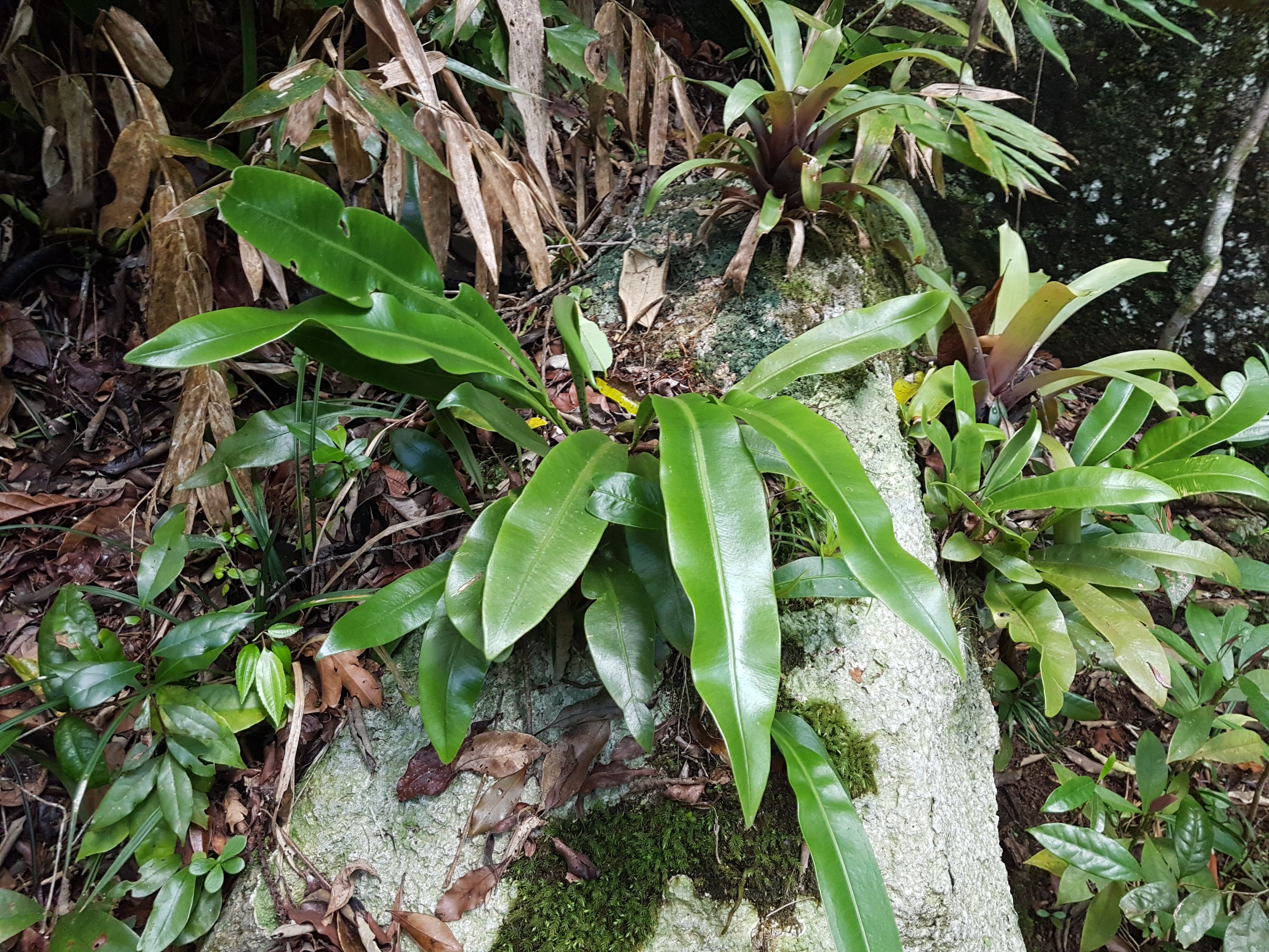 Elaphoglossum luridum