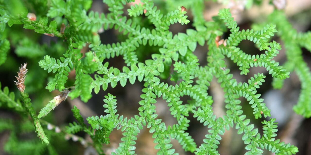 Selaginella delicatissima