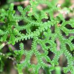 Selaginella delicatissima