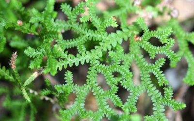 Selaginella delicatissima
