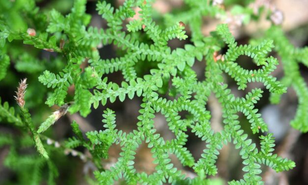 Selaginella delicatissima