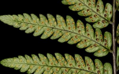 Amauropelta ptarmica