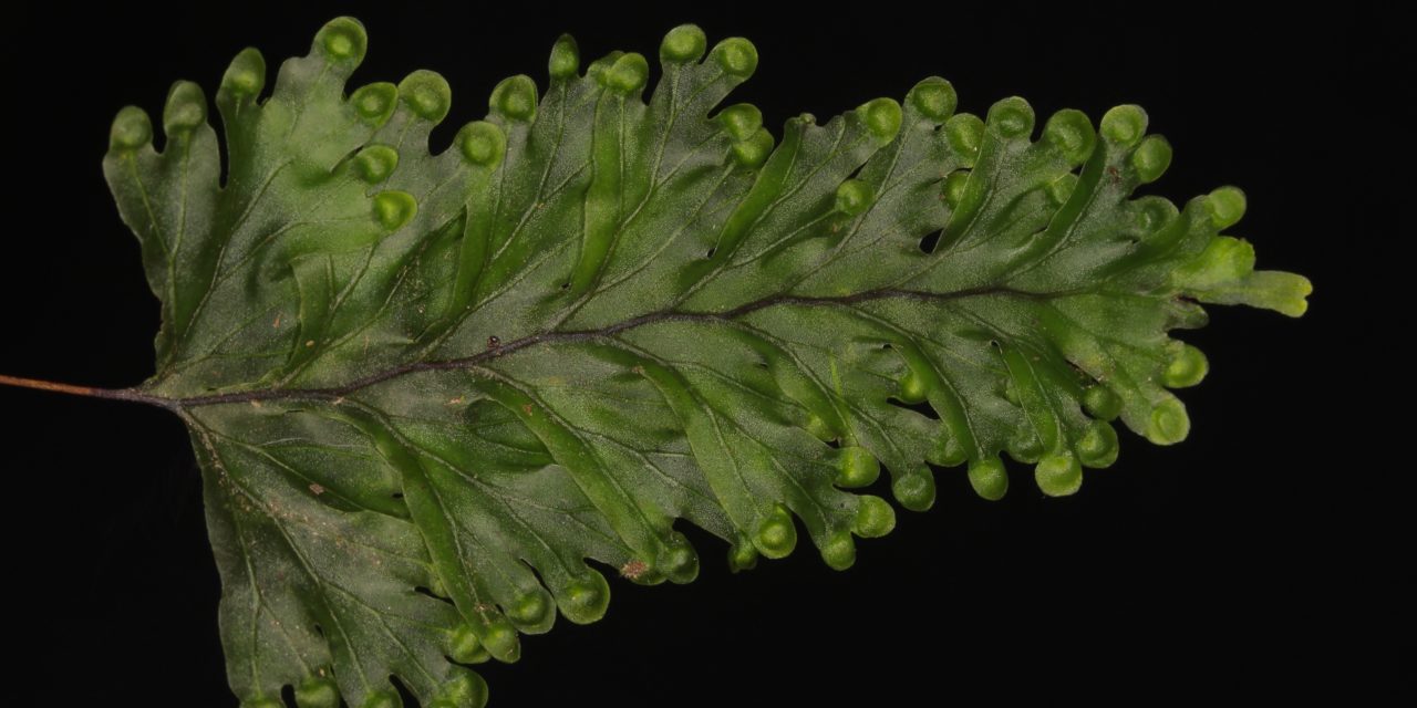 Hymenophyllum asplenioides