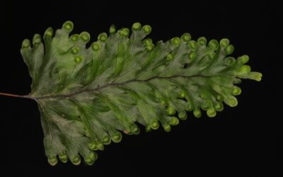 Hymenophyllum asplenioides