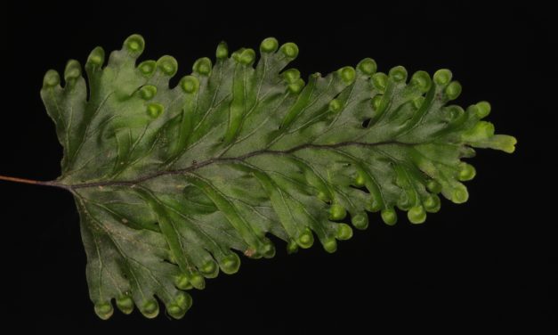 Hymenophyllum asplenioides