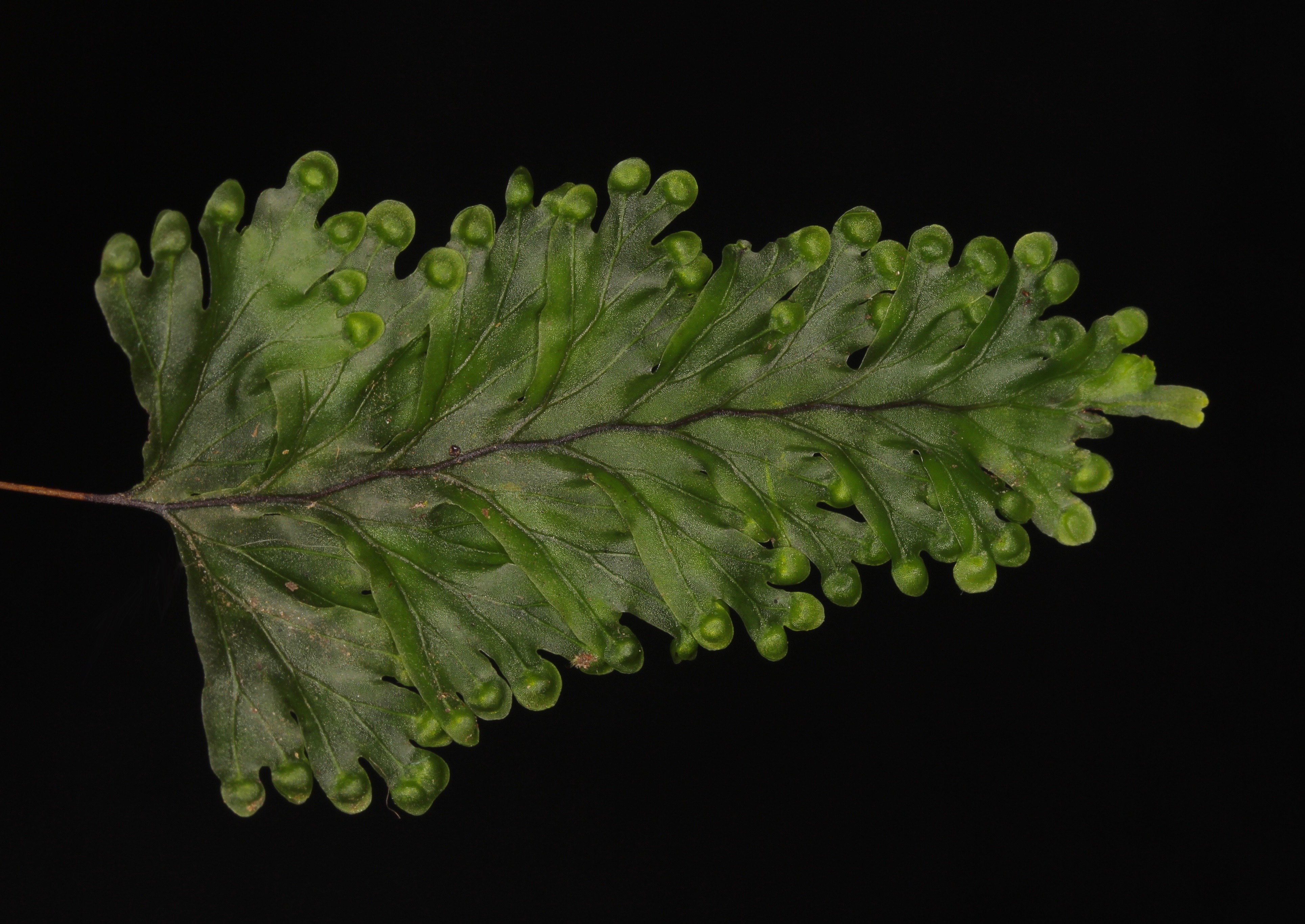 Hymenophyllum asplenioides