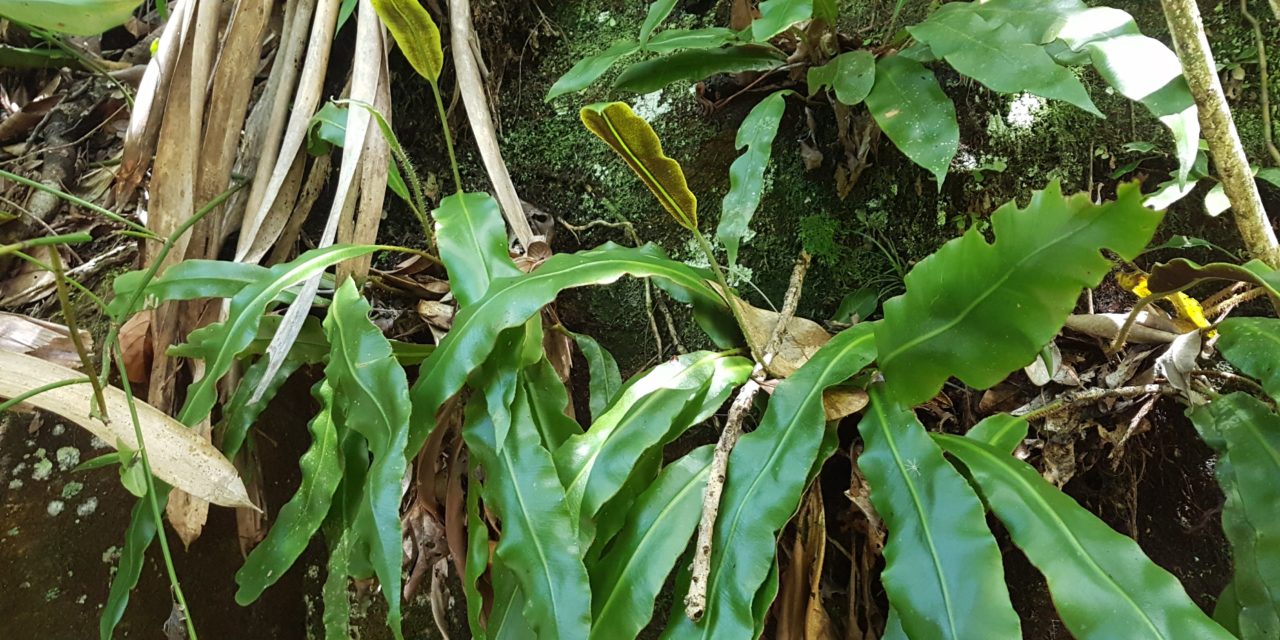 Elaphoglossum glaziovii