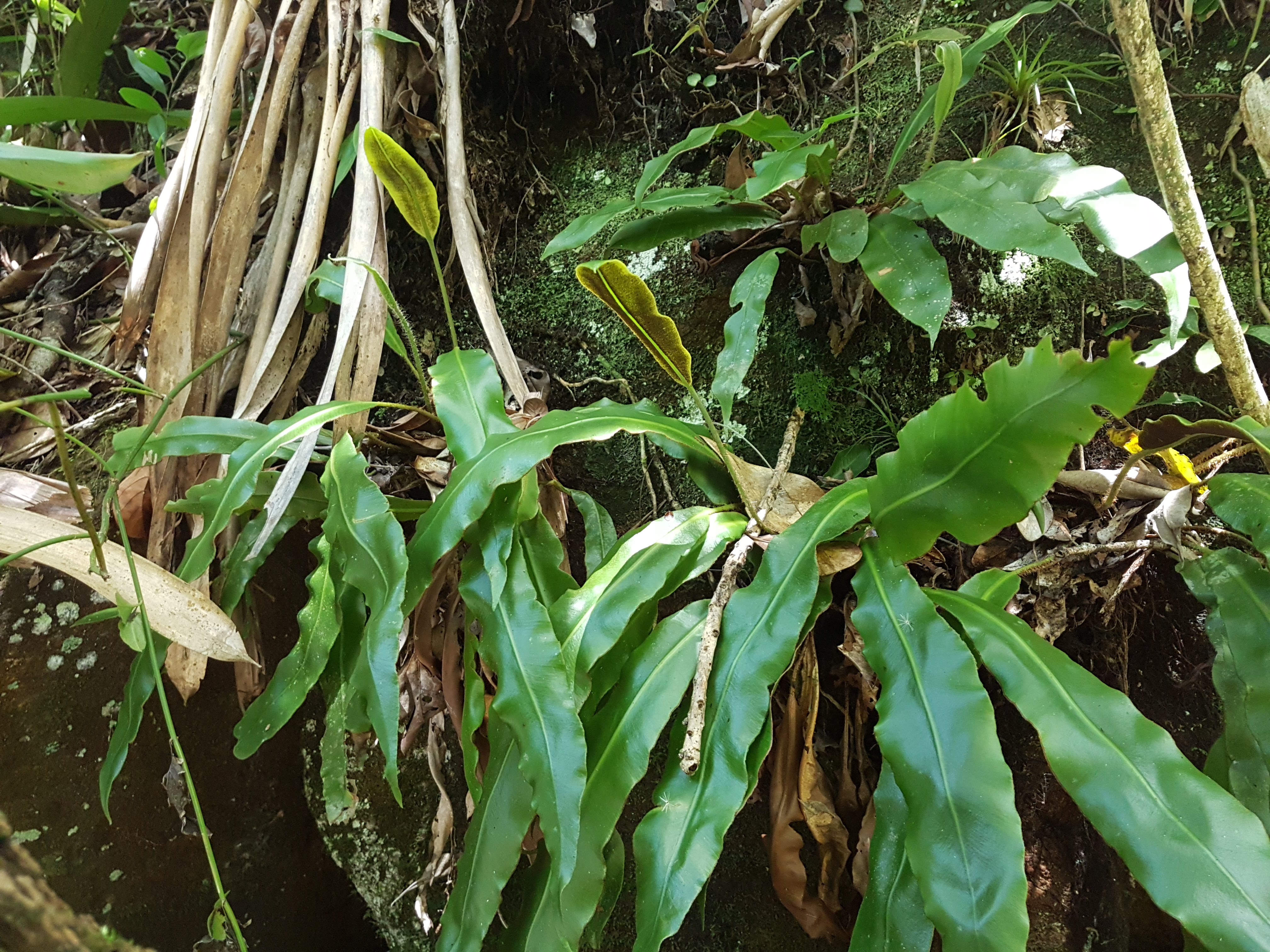 Elaphoglossum glaziovii