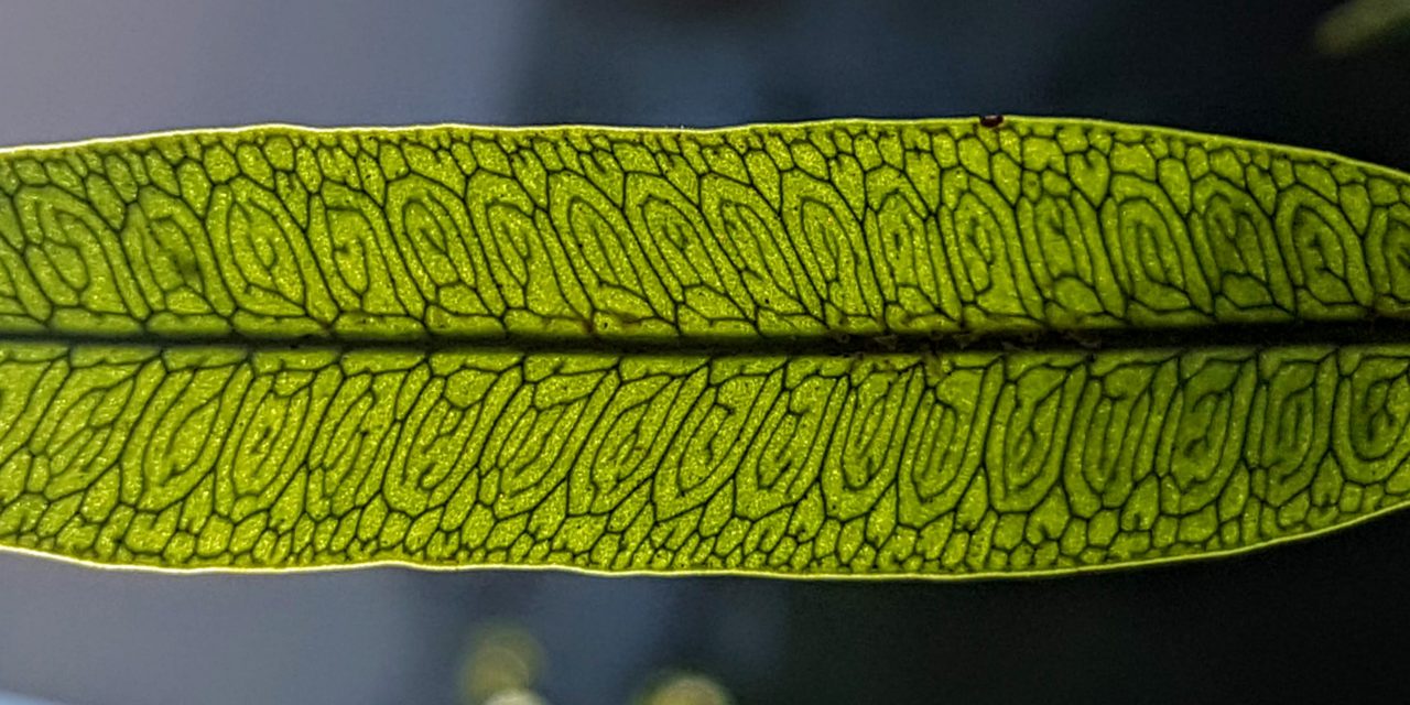 Microgramma squamulosa