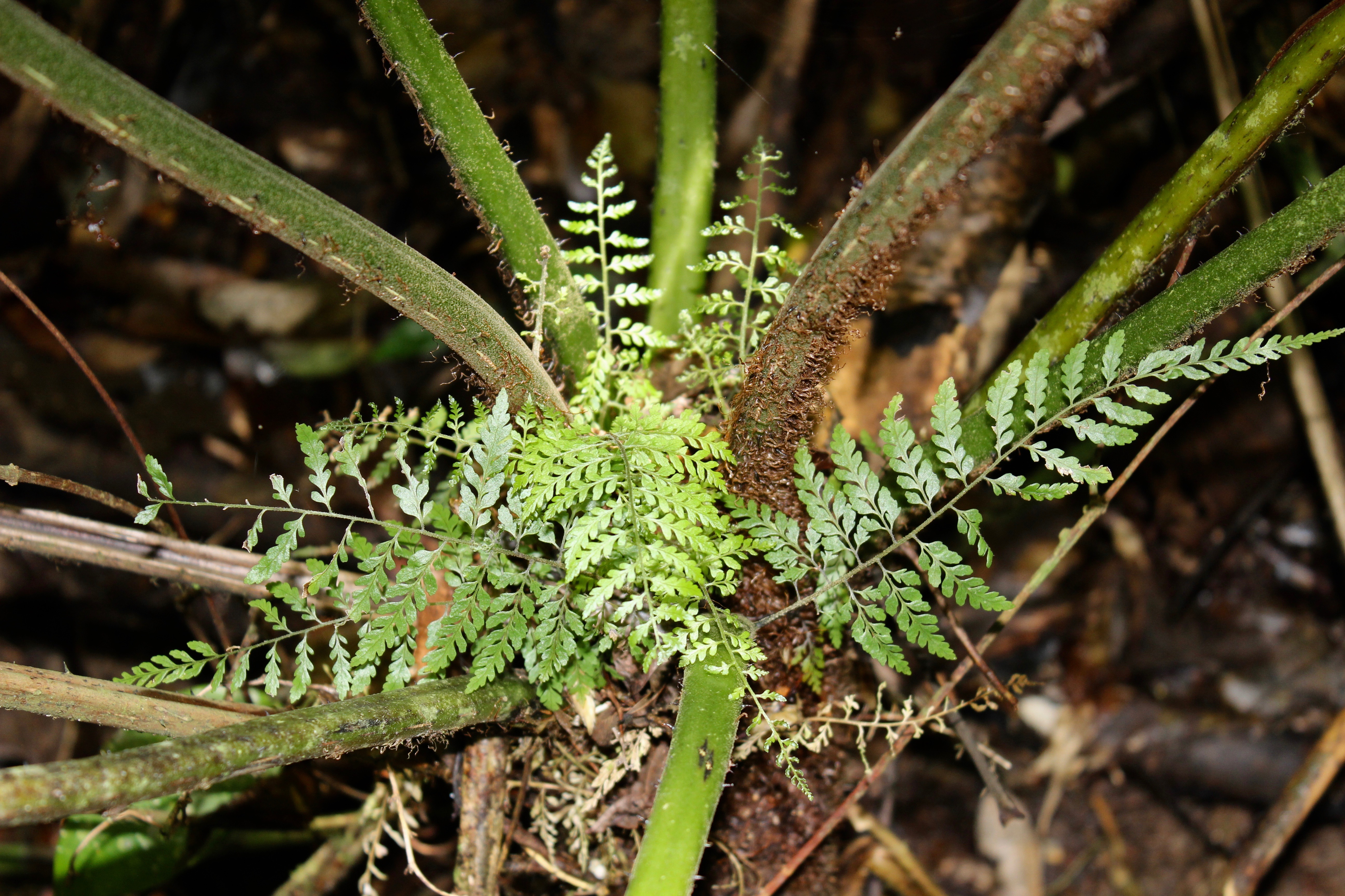 Alsophila setosa