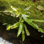 Elaphoglossum glaziovii