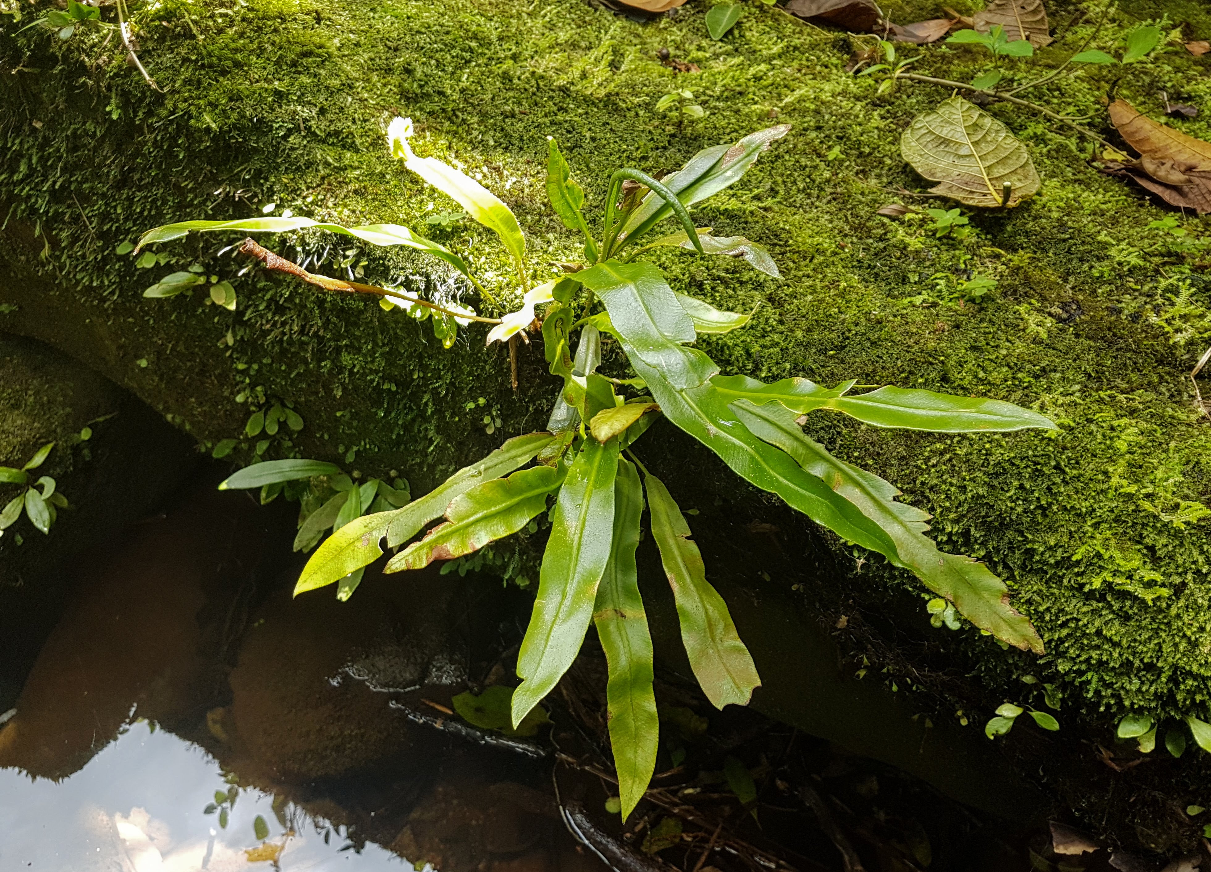 Elaphoglossum glaziovii