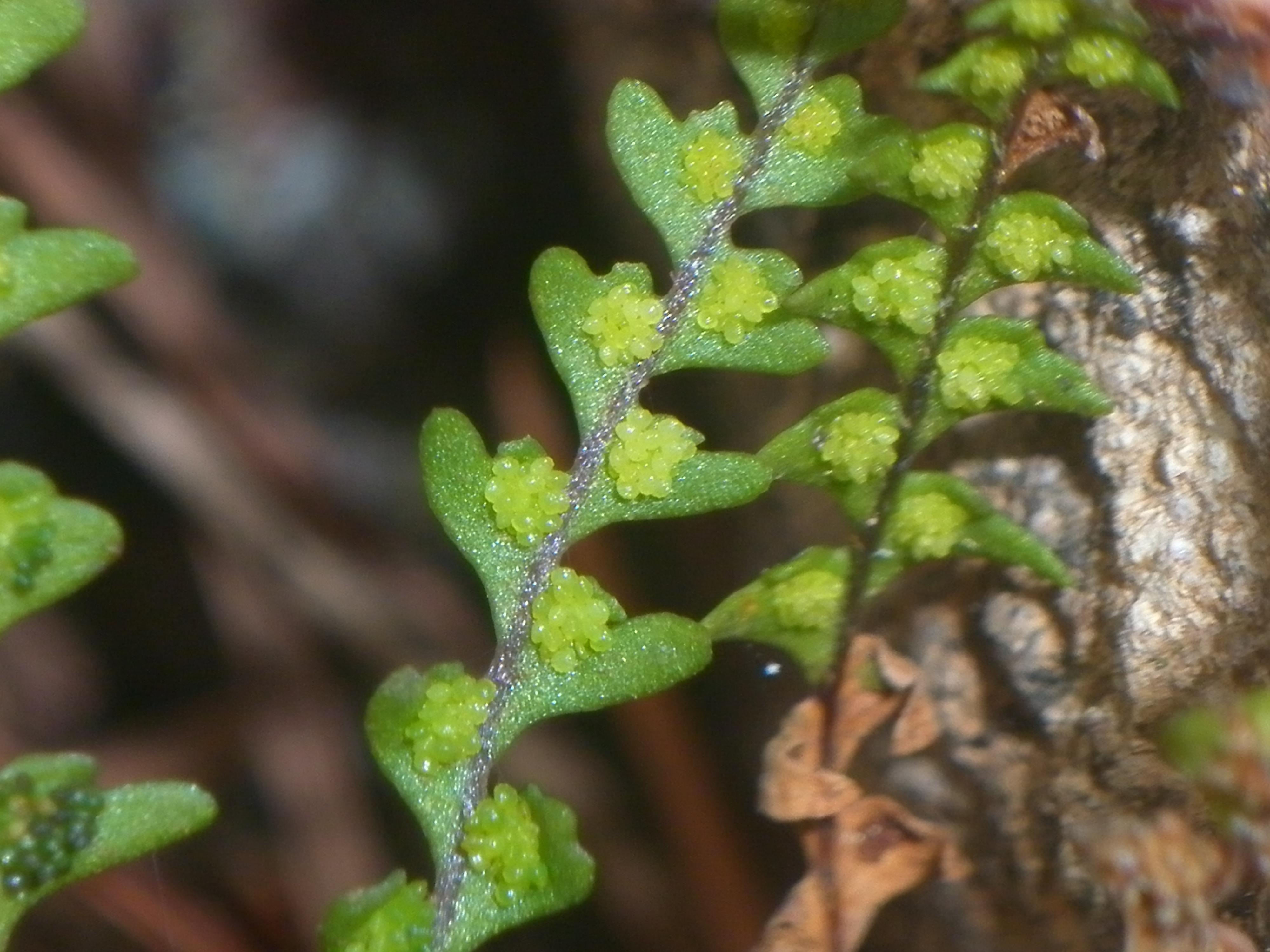 Xiphopterella parva