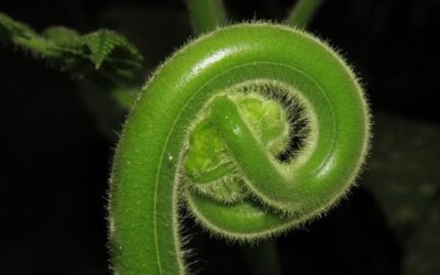 Hypolepis tenuifolia