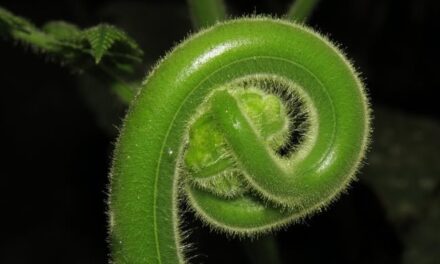 Hypolepis tenuifolia