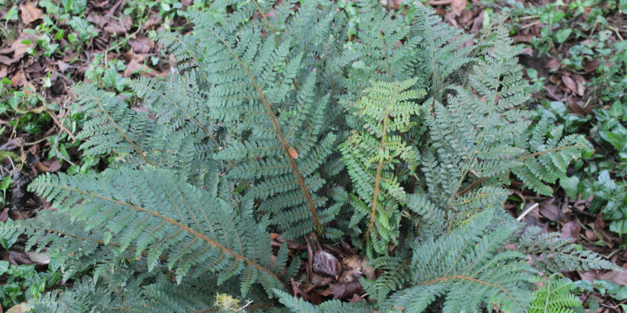 Polystichum hottense