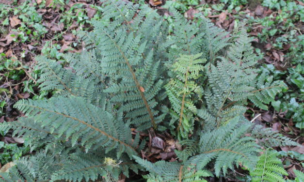 Polystichum hottense