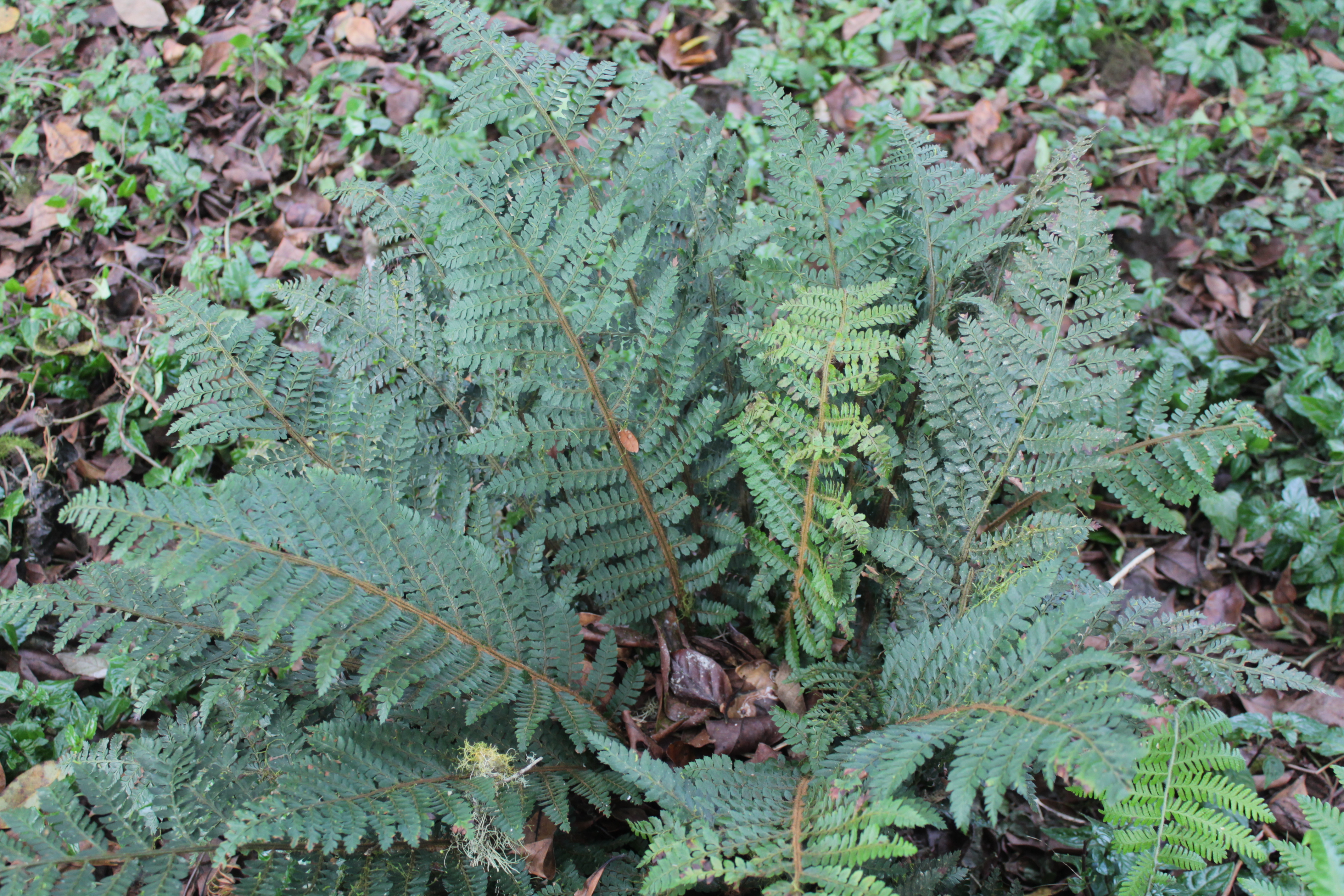 Polystichum hottense