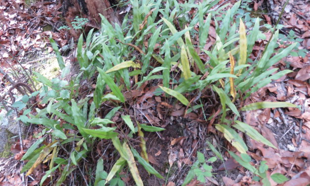 Elaphoglossum potosianum