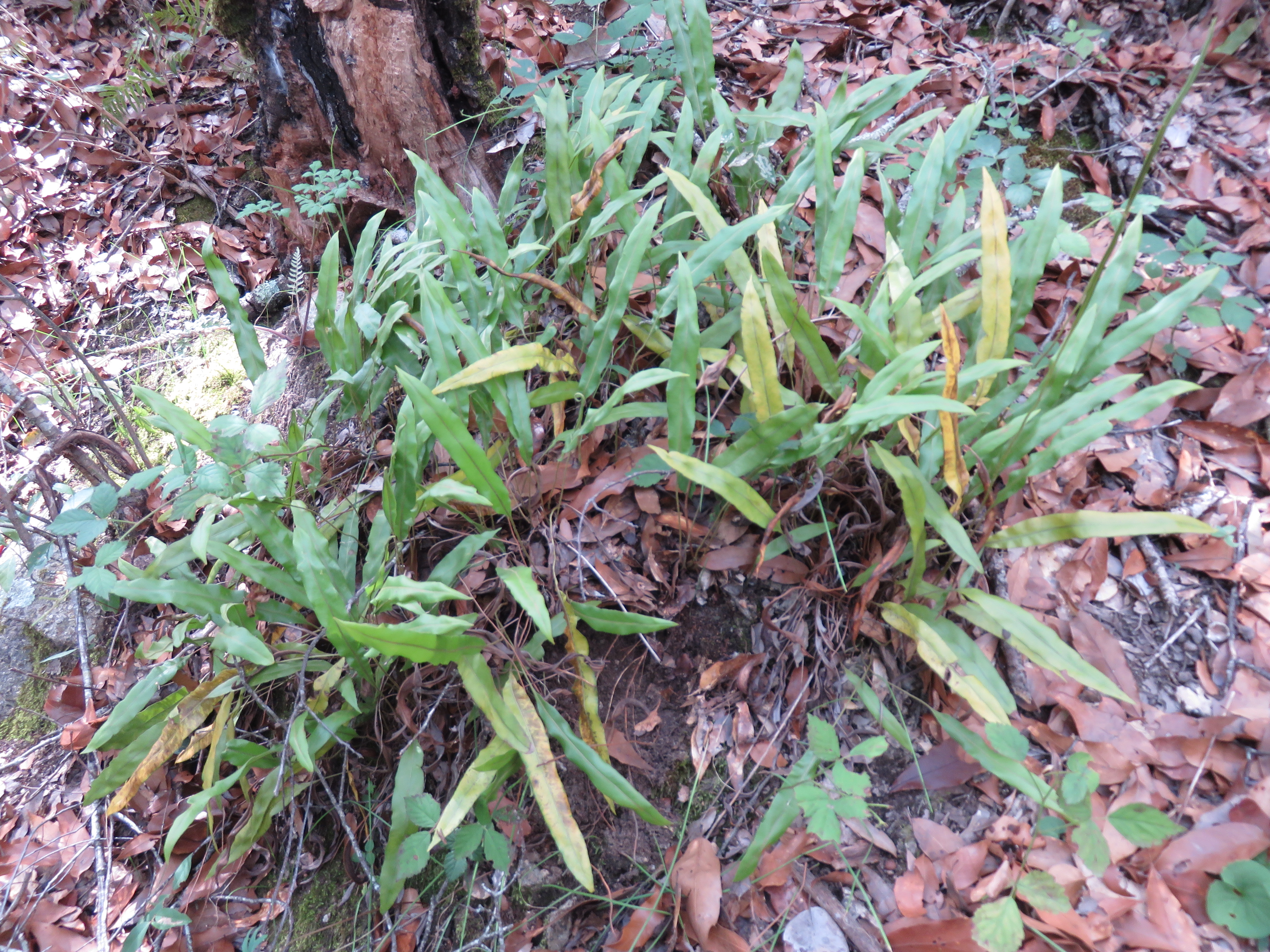 Elaphoglossum potosianum