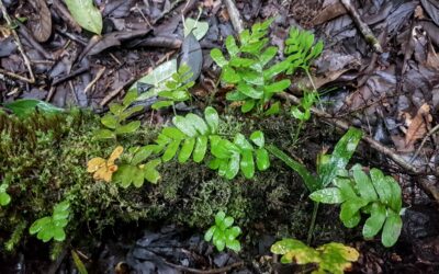 Pleopeltis pleopeltidis