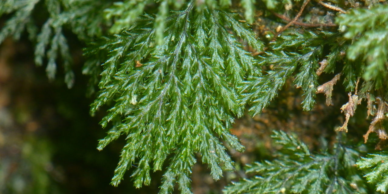Hymenophyllum denticulatum