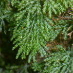 Hymenophyllum denticulatum