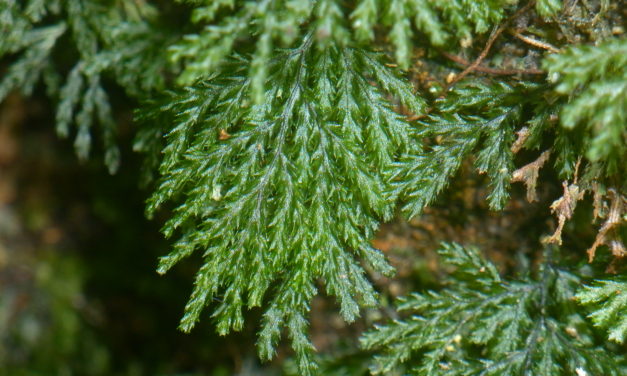 Hymenophyllum denticulatum