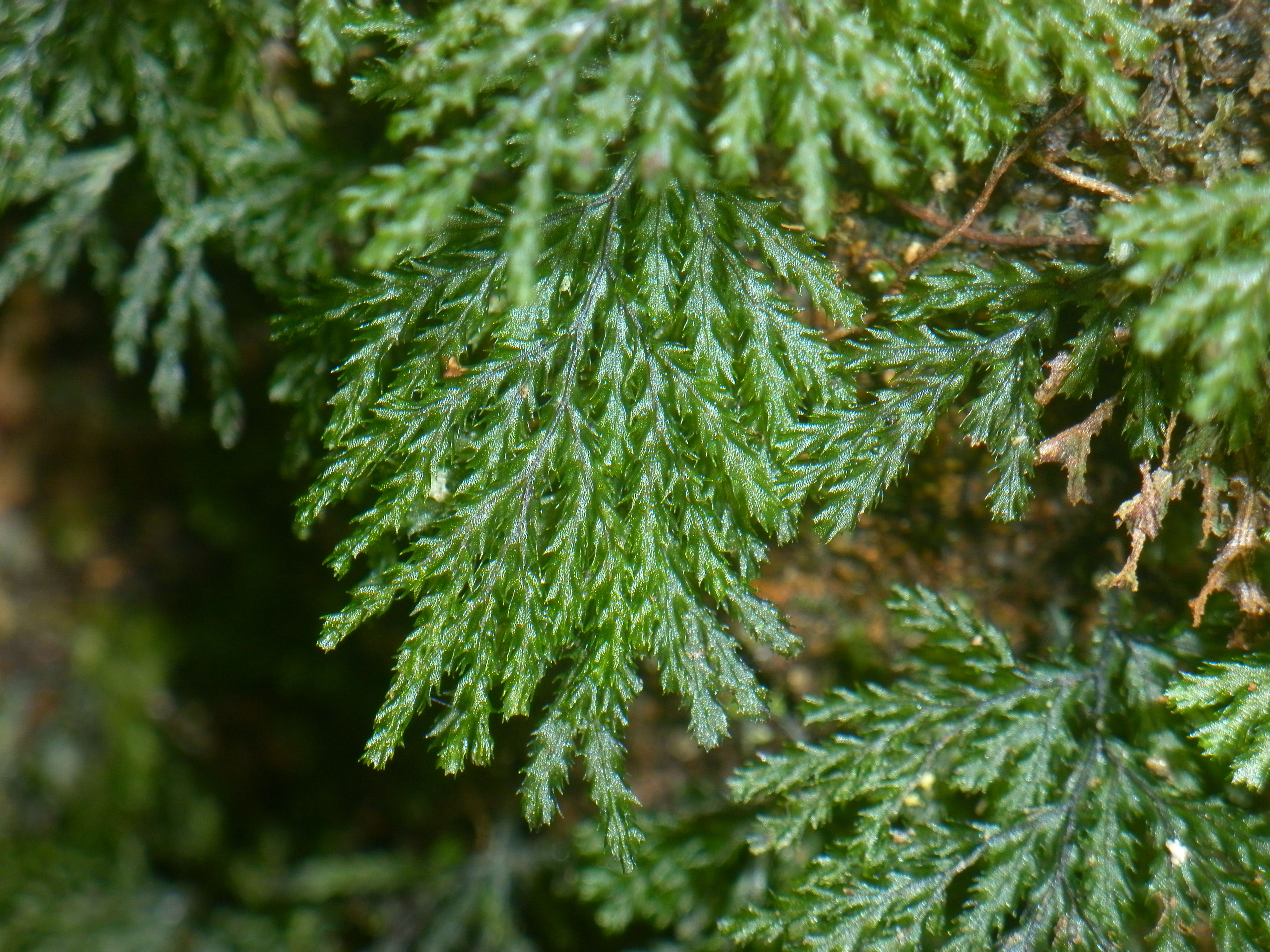 Hymenophyllum denticulatum