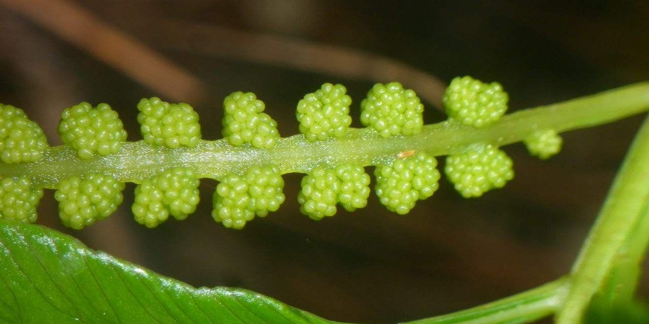 Osmunda vachellii