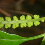 Osmunda vachellii