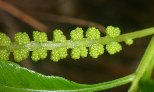 Osmunda vachellii