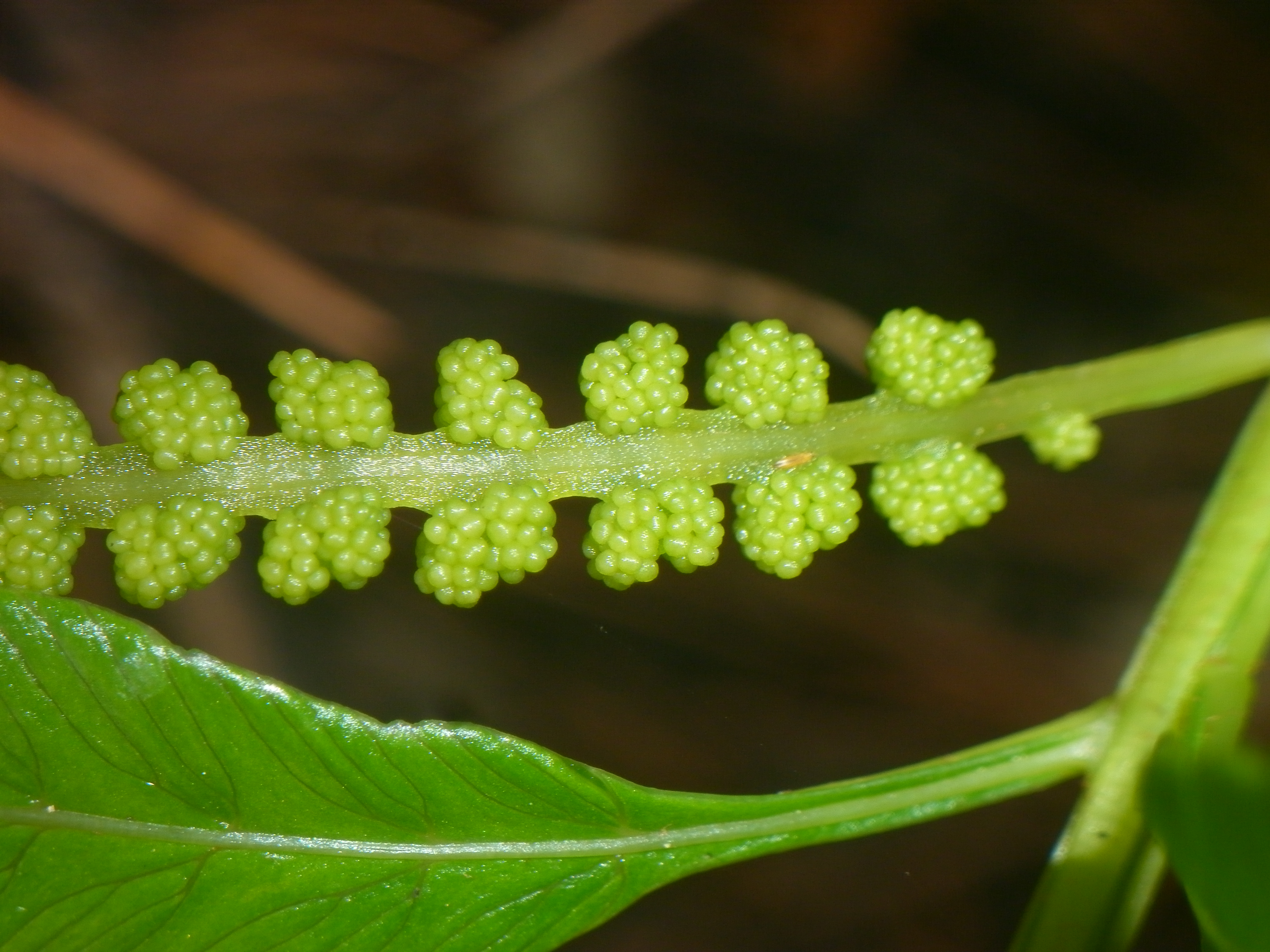 Osmunda vachellii