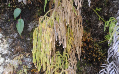 Palhinhaea tomentosa