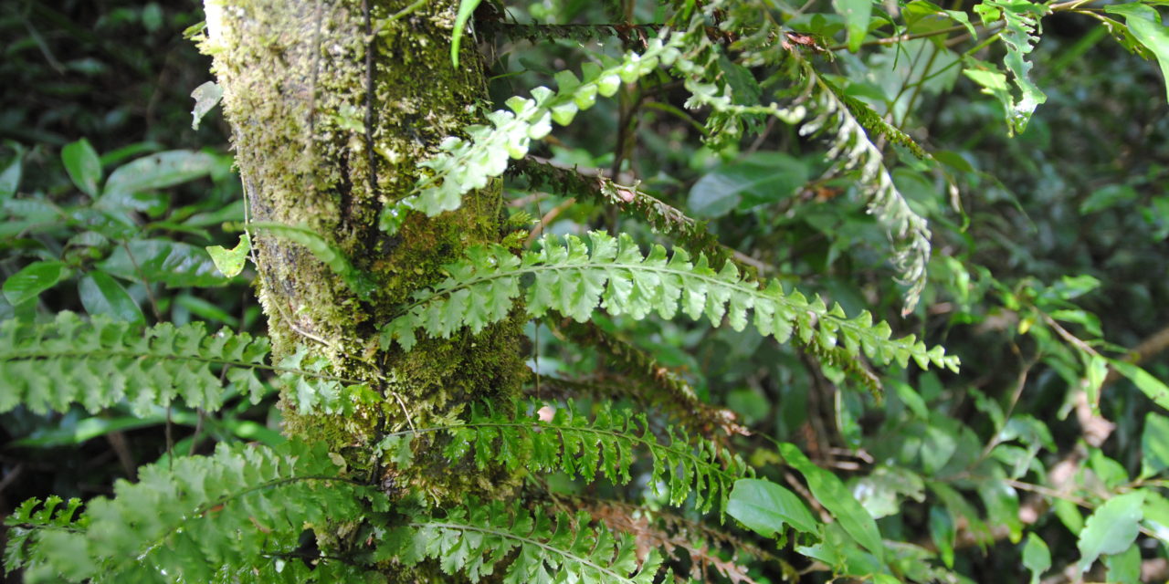 Vandenboschia auriculata