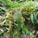 Hymenophyllum reinwardtii