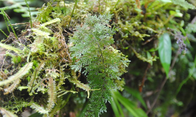 Hymenophyllum reinwardtii