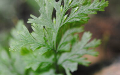 Crepidomanes bipunctatum