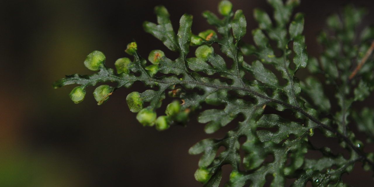 Hymenophyllum imbricatum