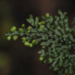 Hymenophyllum imbricatum